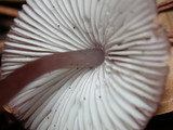 Mycena purpureofusca image
