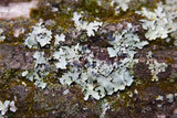 Parmotrema reticulatum image