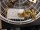 Hypholoma capnoides image
