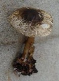 Tricholoma gausapatum image
