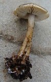 Tricholoma gausapatum image