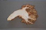 Ramaria rubrievanescens image