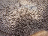 Sarcodon imbricatus image