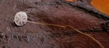 Marasmius epiphyllus image