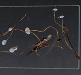 Marasmius epiphyllus image