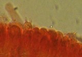 Marasmius epiphyllus image