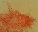 Marasmius epiphyllus image