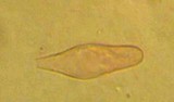 Marasmius epiphyllus image