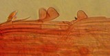 Marasmius epiphyllus image
