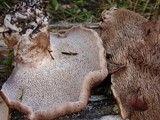 Sarcodon imbricatus image