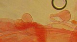 Marasmius epiphyllus image