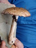 Agaricus silvaticus image