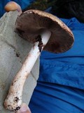 Agaricus silvaticus image