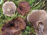 Sarcodon imbricatus image