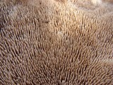 Sarcodon imbricatus image