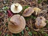Ampulloclitocybe clavipes image