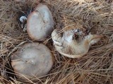 Clitocybe robusta image