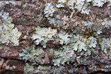 Parmotrema reticulatum image