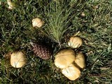 Suillus kaibabensis image