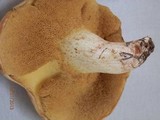 Suillus kaibabensis image