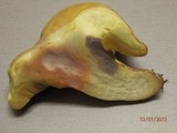 Suillus kaibabensis image