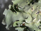 Parmotrema reticulatum image