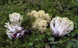 Ramaria rubiginosa image
