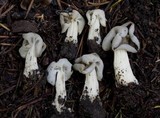 Helvella maculata image