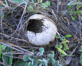 Lycoperdon pratense image
