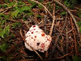 Hydnellum peckii image