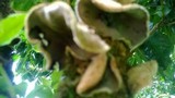 Auricularia nigricans image