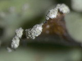 Parmotrema reticulatum image