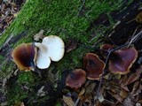 Royoporus badius image