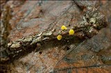 Lachnellula splendens image