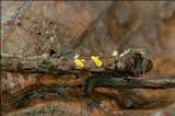Lachnellula splendens image