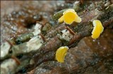 Lachnellula splendens image