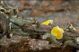 Lachnellula splendens image