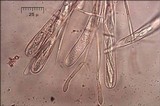 Lachnellula splendens image