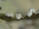Parmotrema reticulatum image