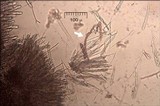Lachnellula splendens image