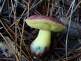 Xerocomellus redeuilhii image