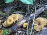 Chrysomphalina chrysophylla image