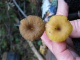 Chrysomphalina chrysophylla image