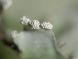 Parmotrema reticulatum image