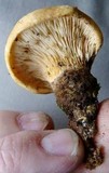Tapinella atrotomentosa image