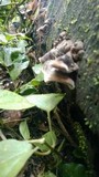 Auricularia nigricans image