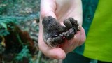 Auricularia nigricans image