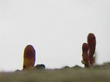 Coryne dubia image