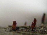 Coryne dubia image
