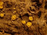 Bisporella sulfurina image